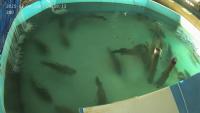 fish_feedV1 project thumbnail
