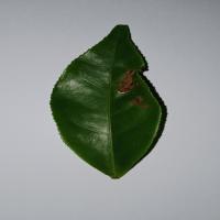 leaf_sick project thumbnail