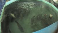 fish_flip project thumbnail