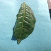 tea_leaf project thumbnail