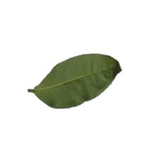 tea_leaf project thumbnail