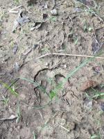 Weed Detection project thumbnail