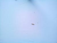 3rd_tryInsects project thumbnail