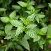 Leaf Annotation - mint, non-mint project thumbnail