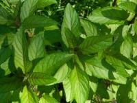 Annotate mint leaves project thumbnail