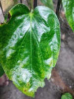 Betelvine Diseases project thumbnail