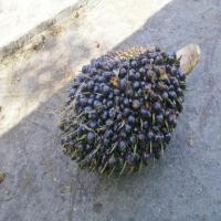 Palm ripeness detection project thumbnail