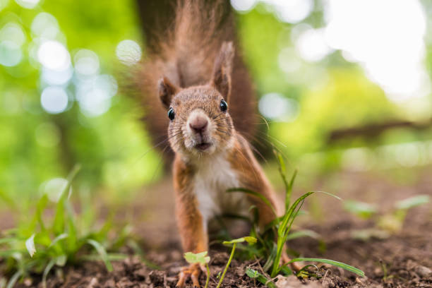 squirrel finder