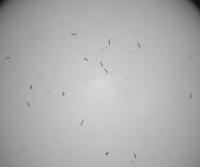 multi-worm detection (testing) project thumbnail