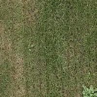 weed_detection_0 project thumbnail