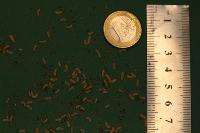 seed-larvae-detection project thumbnail