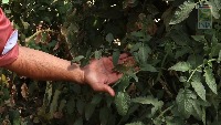 tizon tomato project thumbnail
