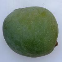 Dataset Image