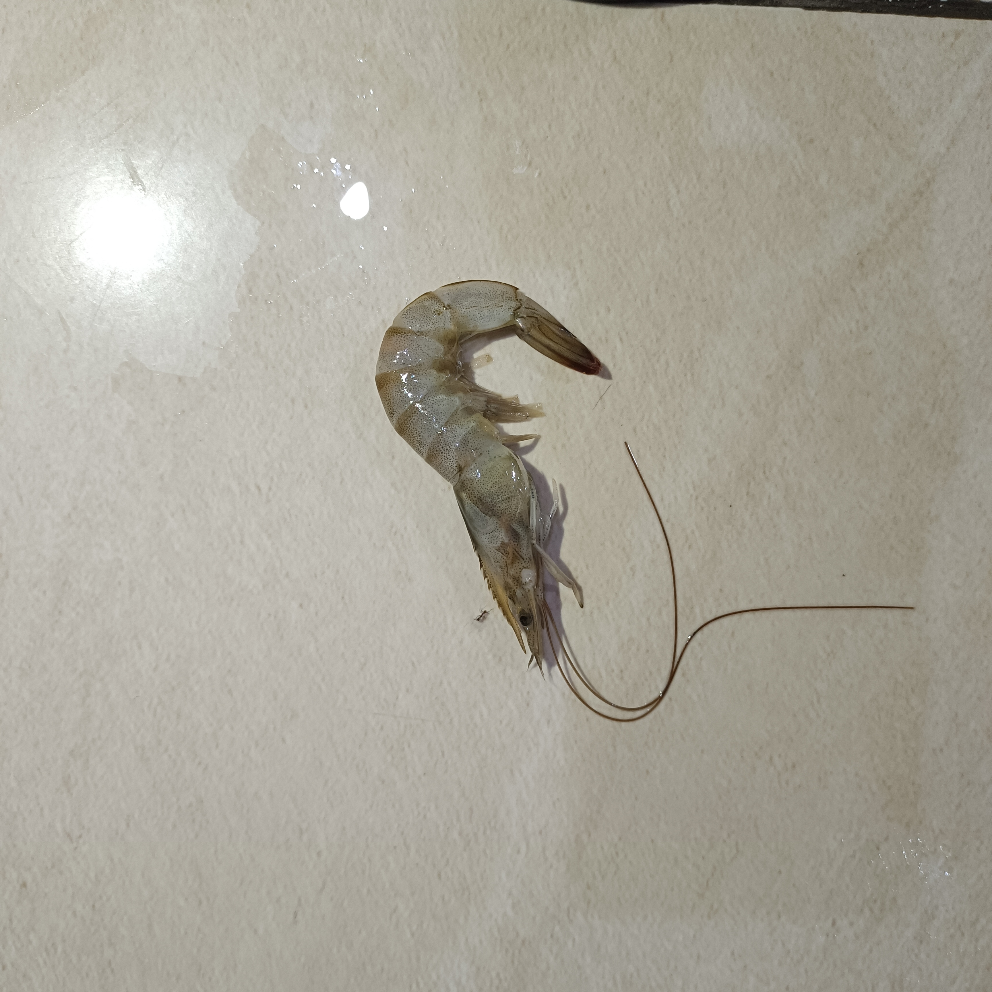 Shrimp_Segmentation for Test Instance Segmentation Model by ...