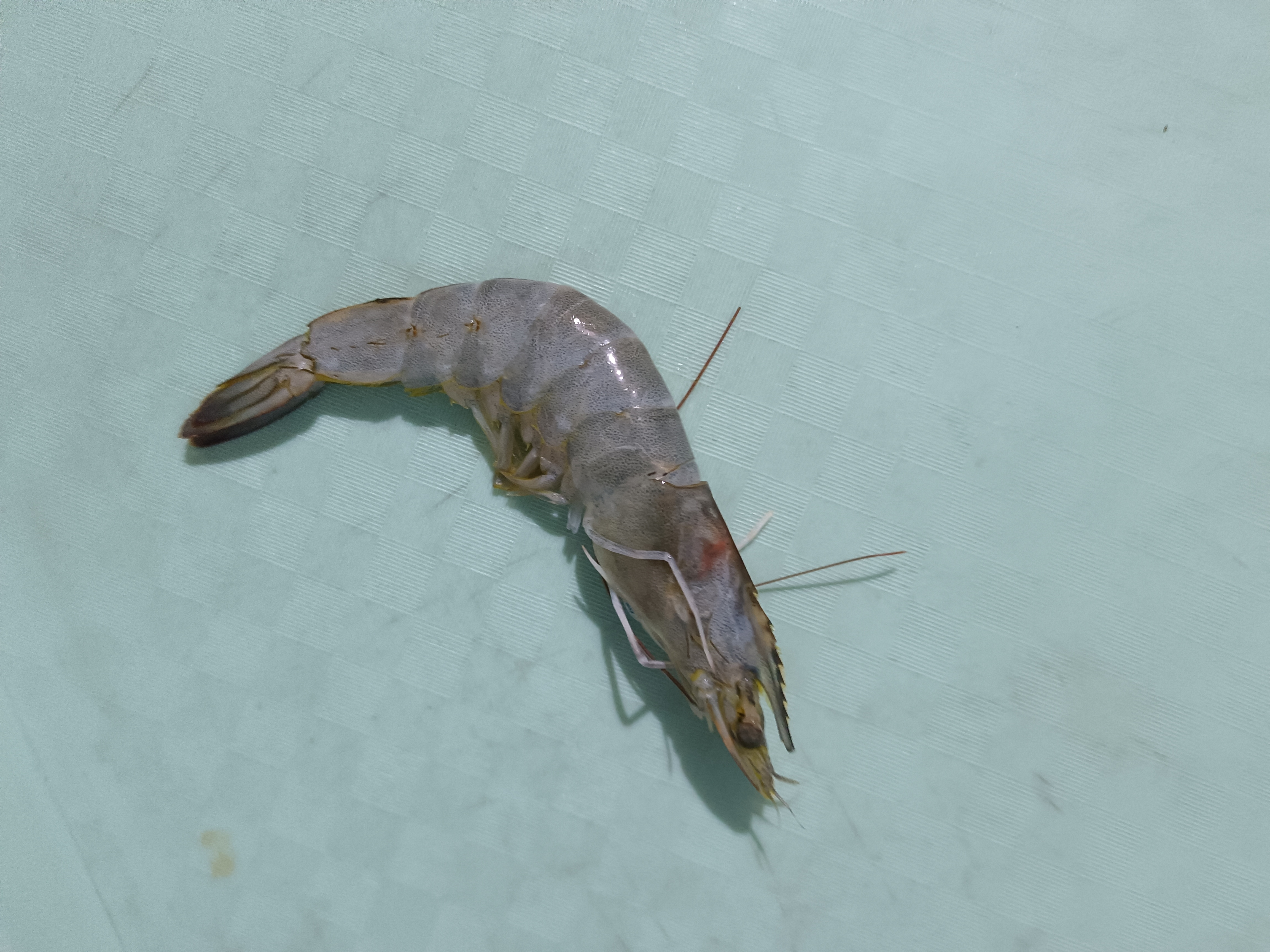 shrimp-shape Instance Segmentation Model by ShrimpSegmentation