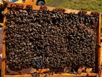 Finding queen bee project thumbnail