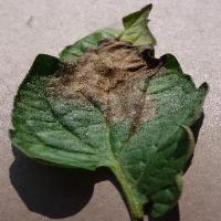 tomato_late_blight project thumbnail