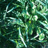 Weed Detection project thumbnail