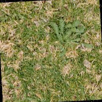 DeepWeed project thumbnail