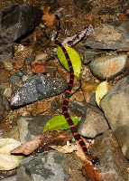 Animal project thumbnail