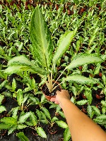 Catalogo de Plantas 2 project thumbnail