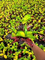 Catalogo de Plantas project thumbnail