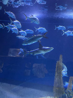 Count Fish project thumbnail