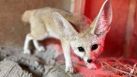 fox project thumbnail