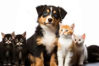 Find cats and dogs project thumbnail