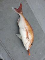 fish1 project thumbnail