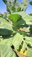 tobacco-test project thumbnail