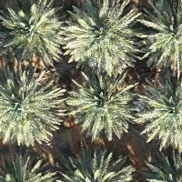 Palm Tree Object Detection Dataset by Mohamed Mosa