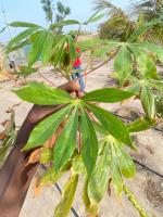 plante detection project thumbnail