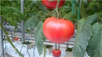 TomatoDetectionCounting project thumbnail