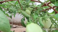 ProjectIEEETomates project thumbnail
