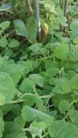 Herbal Plants Recognition project thumbnail