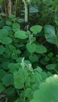 Herbal Plants SpeciesRecognition project thumbnail