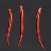 chillis detec only seed project thumbnail
