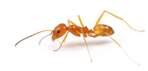 Simp Insect Insects Object Detection Model by lim