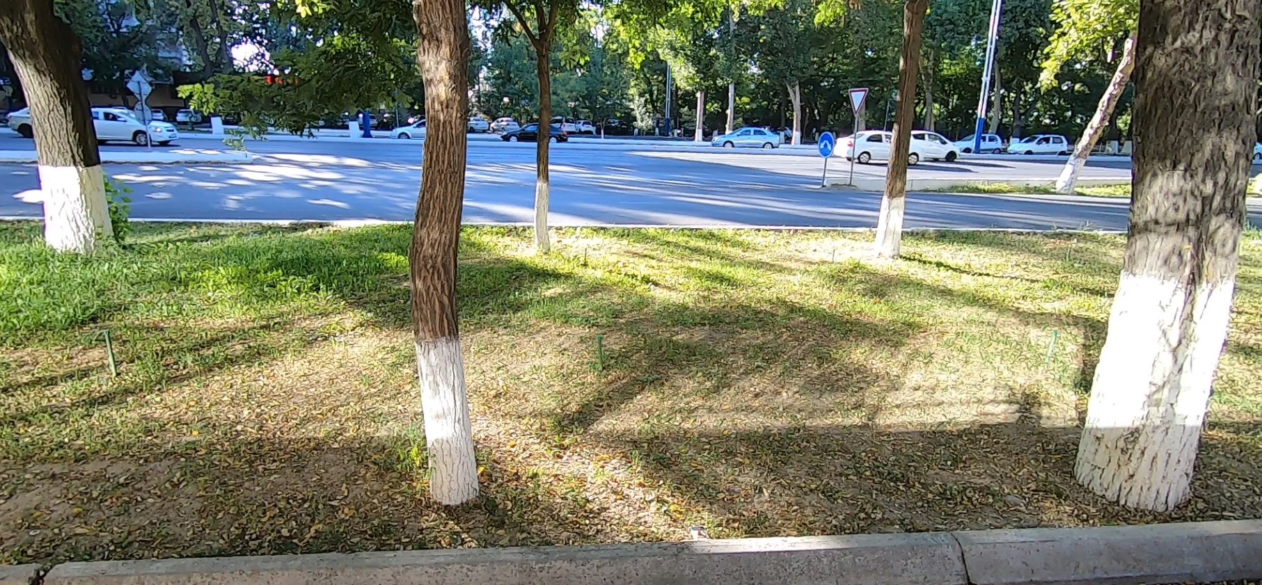 Tree Object Detection Model by 12345678