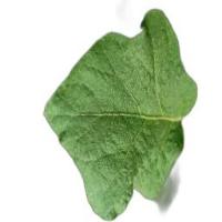 leaf disease detection project thumbnail