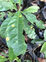 KAPAI BEAN 2 project thumbnail