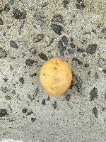 Potato_1 project thumbnail