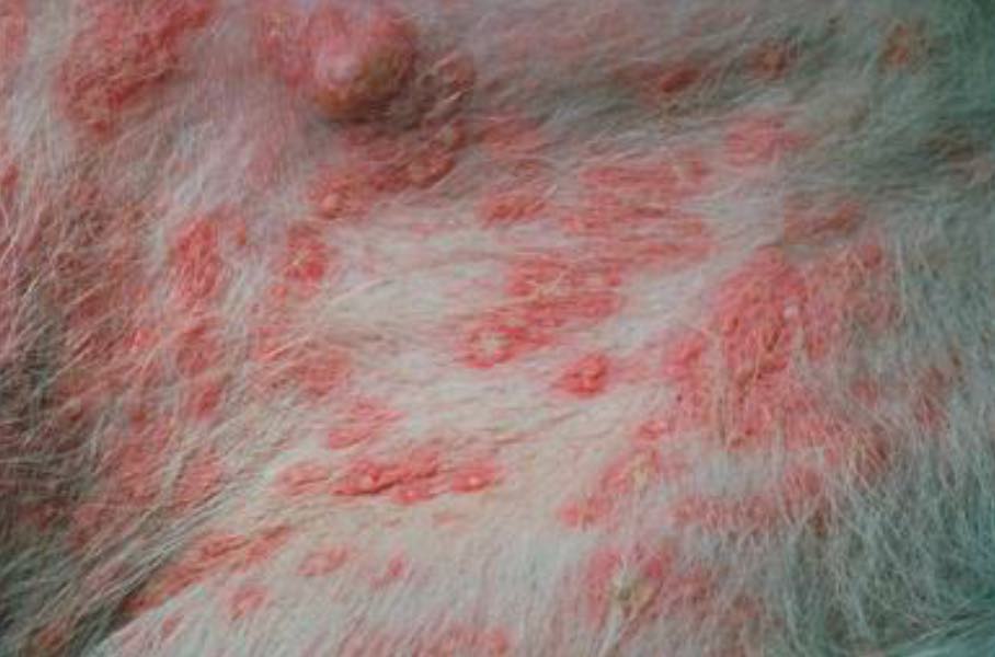 Bacterial Skin Infections: Recognizing and Treating Canine Pyoderma