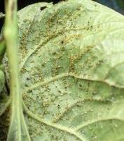 cotton disease project thumbnail