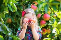 fruit-detection project thumbnail