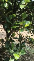 JackFruit_R4_Mrng_16-3-2026 project thumbnail