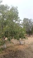 kala jamun_R2_Mrng_ 14-05-2026 project thumbnail