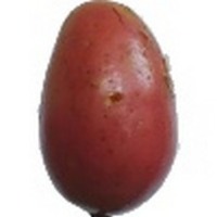 Vegetable Classification project thumbnail
