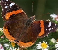 butterfly-classification-dataset project thumbnail